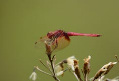 Male Crimson Marsh Glider (Trithemis aurora) Royalty Free Stock Photos Male Crimson Marsh Glider (Trithemis aurora) Royalty Free Stock Photos