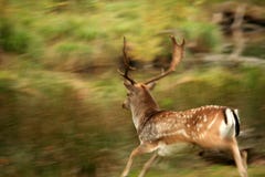 Male Deer Running With Motion Blur Royalty Free Stock Image