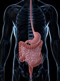 Male digestivkexsystem stock illustrationer Male digestivkexsystem stock illustrationer