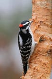 Male Downy Woodpecker perching in Winter royalty free stock photos Male Downy Woodpecker perching in Winter royalty free stock photos