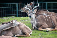 Male eland antelope looking at a female stock photo Male eland antelope looking at a female stock photo