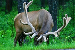 Male Elk With Large Antlers Royalty Free Stock Images
