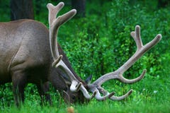 Male Elk With Large Antlers Stock Image