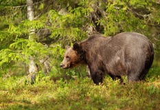 Male Eurasian brown bear standing in the forest Royalty Free Stock Photos Male Eurasian brown bear standing in the forest Royalty Free Stock Photos