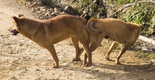 Male and female dog mating cross-breed Royalty Free Stock Image Male and female dog mating cross-breed Royalty Free Stock Image