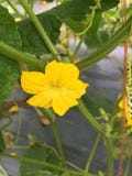 Male flower in cucumber plant stock image Male flower in cucumber plant stock image