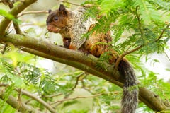 Male Fox Squirrel. In Natural Habitat Ecuadorian Rainforest Royalty Free Stock Image Male Fox Squirrel. In Natural Habitat Ecuadorian Rainforest Royalty Free Stock Image
