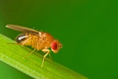 Male fruit fly on a blade of grass macro
