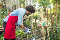 Male gardener planting outside greenhouse royalty free stock photo Male gardener planting outside greenhouse royalty free stock photo