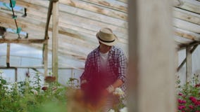 A male gardener is walking through a greenhouse with gloves looking and controlling the roses grown for his small stock video A male gardener is walking through a greenhouse with gloves looking and controlling the roses grown for his small stock video