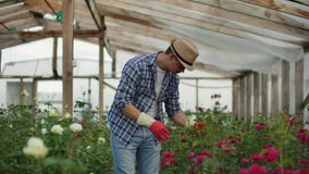 A male gardener is walking through a greenhouse with gloves looking and controlling the roses grown for his small stock footage A male gardener is walking through a greenhouse with gloves looking and controlling the roses grown for his small stock footage