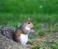 Male Gray Squirrel Stock Images