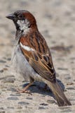 Male House Sparrow Passer Domesticus. Close Up Of Garden Bird Stock Photos