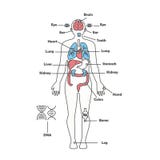 Male colon and intestines stock illustration. Illustration of human - 10245054