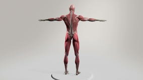 Male human anatomy showing full body rotation, muscular system.