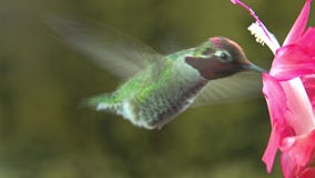 Male hummingbird visit pink flower - loop, mute