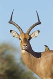 Male Impalastående (aepycerosmelampusen) Botswana Arkivfoto Male Impalastående (aepycerosmelampusen) Botswana Arkivfoto