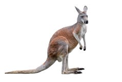 Male Kangaroo Isolated On White Background. Big Kangaroo Full Lengths Royalty Free Stock Photos