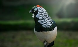 Male Lady Amherst`s pheasant Chrysolophus amherstiae royalty free stock photo Male Lady Amherst`s pheasant Chrysolophus amherstiae royalty free stock photo
