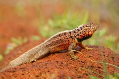 Male Lava Lizard on North Seymour island, Galapagos National Par royalty free stock photo Male Lava Lizard on North Seymour island, Galapagos National Par royalty free stock photo