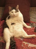 Male lazy cat lay on bed relax stomach up stock photo Male lazy cat lay on bed relax stomach up stock photo