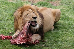 Male Lion Eating. Big male lion lying on the grass and eating it's prey royalty free stock photos