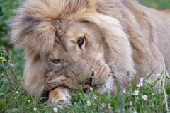 Male lion eating. Young male lion with mane lying down in grass eating royalty free stock photography