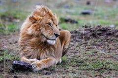 Male lion lying in the grass at sunset Masai Mara.