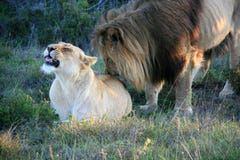 Male lion standing behind and licking female lying on grass in South Africa royalty free stock photo Male lion standing behind and licking female lying on grass in South Africa royalty free stock photo