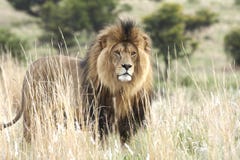 Male Lion Standing In Grassland Royalty Free Stock Photos Male Lion Standing In Grassland Royalty Free Stock Photos