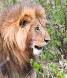 Male lion staring into bushes royalty free stock images Male lion staring into bushes royalty free stock images