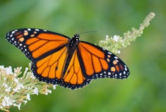 Male Monarch butterfly feeding on white flowers stock photo Male Monarch butterfly feeding on white flowers stock photo