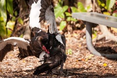 Male muscovy duck Cairina moschat birds in the middle of a dominance fight stock photography Male muscovy duck Cairina moschat birds in the middle of a dominance fight stock photography