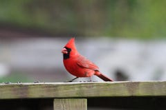Northern Cardinal 1 royalty free stock photography Northern Cardinal 1 royalty free stock photography