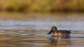 Male Northern Shoveler On Calm Waters Royalty Free Stock Photo Male Northern Shoveler On Calm Waters Royalty Free Stock Photo