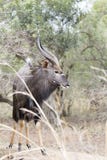 Male Nyala Royalty Free Stock Images Male Nyala Royalty Free Stock Images