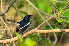 Male Oriental Magpie Robin Perching On A Perch Royalty Free Stock Image Male Oriental Magpie Robin Perching On A Perch Royalty Free Stock Image