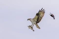 Male Osprey Being Chased By A Red Winged Blackbird Royalty Free Stock Photo Male Osprey Being Chased By A Red Winged Blackbird Royalty Free Stock Photo