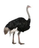 Male ostrich in front of a white background