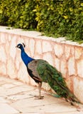 Male Peacock On Displaying Feathers Royalty Free Stock Image
