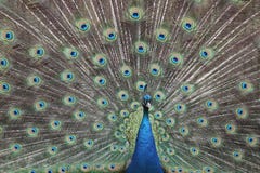 Male Phasianidae Pavo Cristatus with tail spread