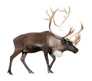 Male reindeer over white