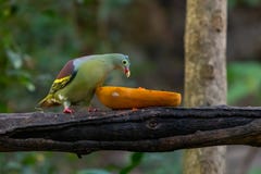 Male Thick-billed Green Pigeon Feeding On Fresh Papaya Stock Images Male Thick-billed Green Pigeon Feeding On Fresh Papaya Stock Images