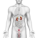 Male urogenital tract anatomy on white angle view
