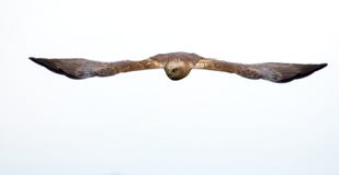Male Western Marsh harrier looks lovely in straight forward flight stock image Male Western Marsh harrier looks lovely in straight forward flight stock image