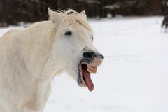 Male White Horse Looks Like He`s Laughing Royalty Free Stock Images