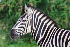 Male Zebra Royalty Free Stock Images