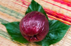 Maleisische die appel van landbouwlandbouwbedrijf wordt geoogst royalty-vrije stock afbeeldingen Maleisische die appel van landbouwlandbouwbedrijf wordt geoogst royalty-vrije stock afbeeldingen