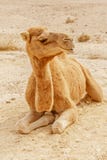 Malerisches Wüstendromedarkamel, das auf Sand liegt Sommersahara-Reise stockbild Malerisches Wüstendromedarkamel, das auf Sand liegt Sommersahara-Reise stockbild