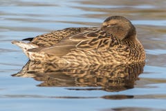 A female mallard duck on Southampton Common royalty free stock photography A female mallard duck on Southampton Common royalty free stock photography